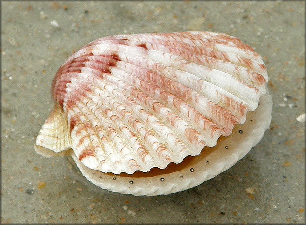 Argopecten gibbus (Linnaeus, 1758) Atlantic Calico Scallop