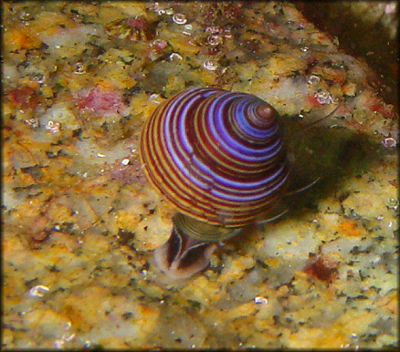 Calliostoma ligatum (Gould, 1849) variety caeruleum Dall, 1919 Ribbed Topsnail