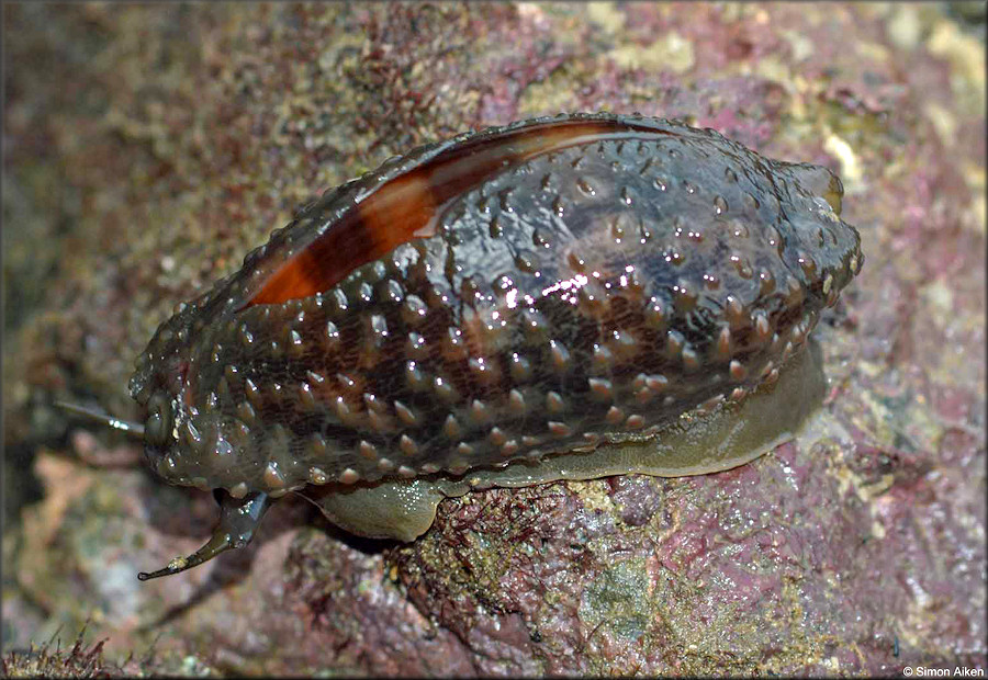 Macrocypraea cervinetta (Kiener, 1844) In Situ