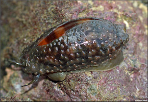 Macrocypraea cervinetta (Kiener, 1844) In Situ