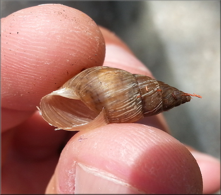 Bulimulus sporadicus (d’Orbigny, 1835) Found At Jacksonville International Airport (5/14/2015)