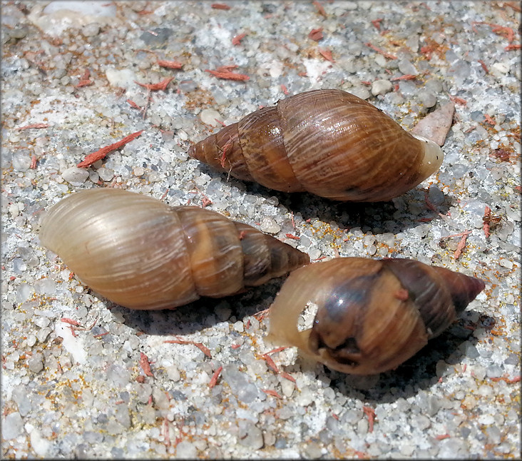 Bulimulus sporadicus (d’Orbigny, 1835) Found At Jacksonville International Airport (5/14/2015)