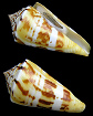 Conus centurio Born, 1778