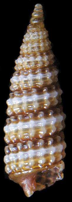 Cerithiopsis dominguezi Roln and Espinosa, 1996