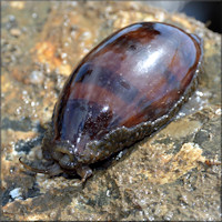 Macrocypraea cervinetta (Kiener, 1844) In Situ