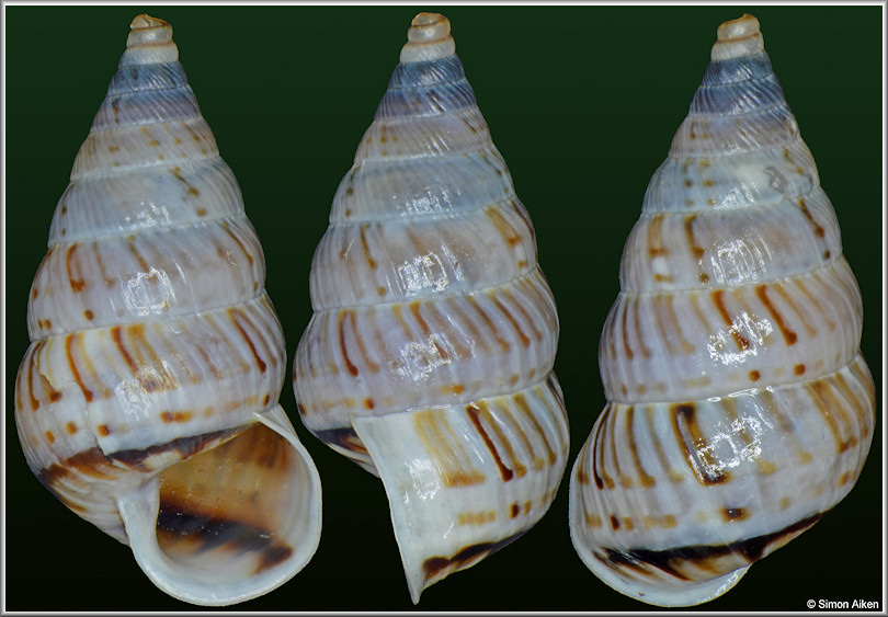 Macroceramus cf. parallelus Arango in Pfeiffer, 1866