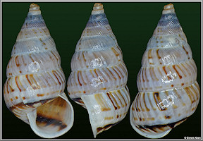 Macroceramus cf. parallelus Arango in Pfeiffer, 1866