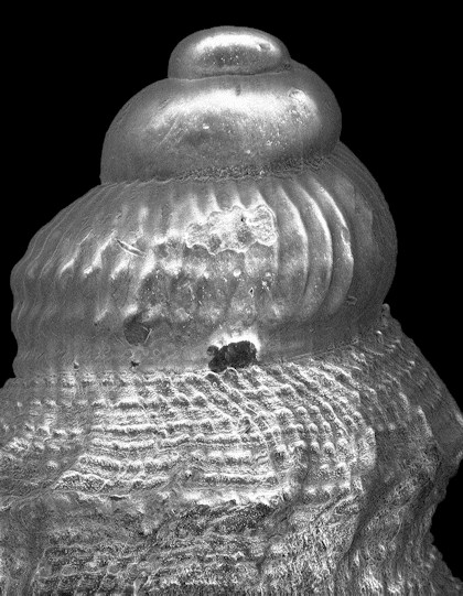 Cryoturris cerinella (Dall, 1889) Waxy Mangelia Fossil