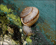 Bradybaena similaris (Frussac, 1821) Asian Tramp Snail