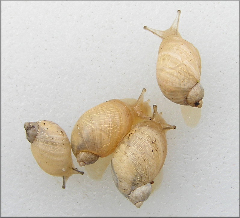 Succinea campestris Say, 1818 Crinkled Ambersnail ?