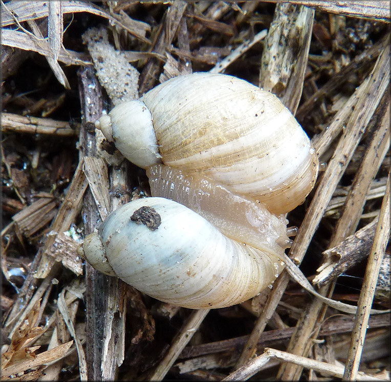 Succinea campestris Say, 1818 Crinkled Ambersnail ? Mating