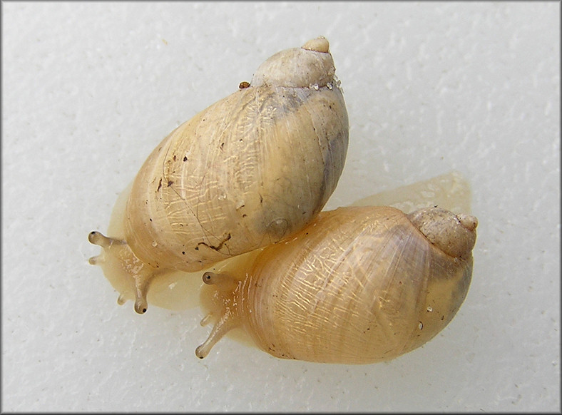 Succinea campestris Say, 1818 Crinkled Ambersnail ?