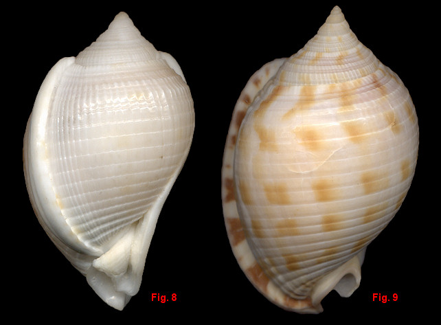 Semicassis granulata granulata (Born, 1778) form cicatricosa (Gmelin, 1791)