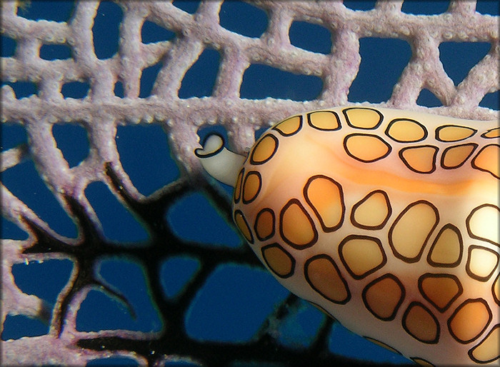 Cyphoma gibbosum (Linnaeus, 1758) Flamingo Tongue