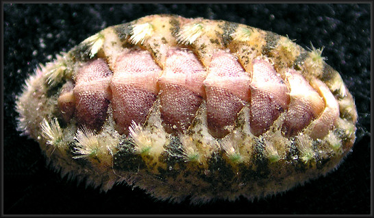 Acanthochitona pygmaea (Pilsbry, 1893) Striate Glass-hair Chiton