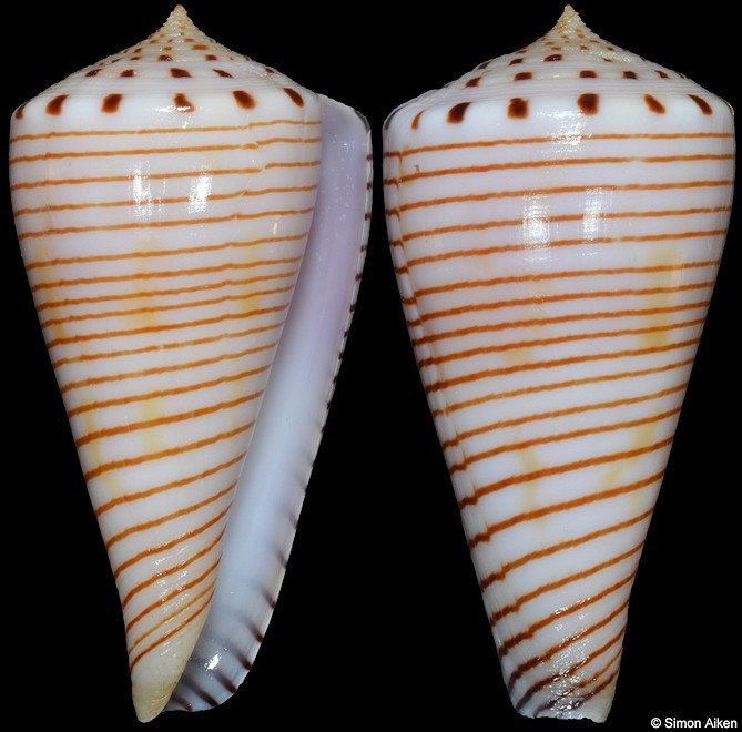 Conus hirasei (Kira, 1956)