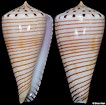 Conus hirasei (Kira, 1956)