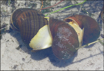 Pomacea canaliculata Striped Specimen In Mating Trio (5/25/2006)