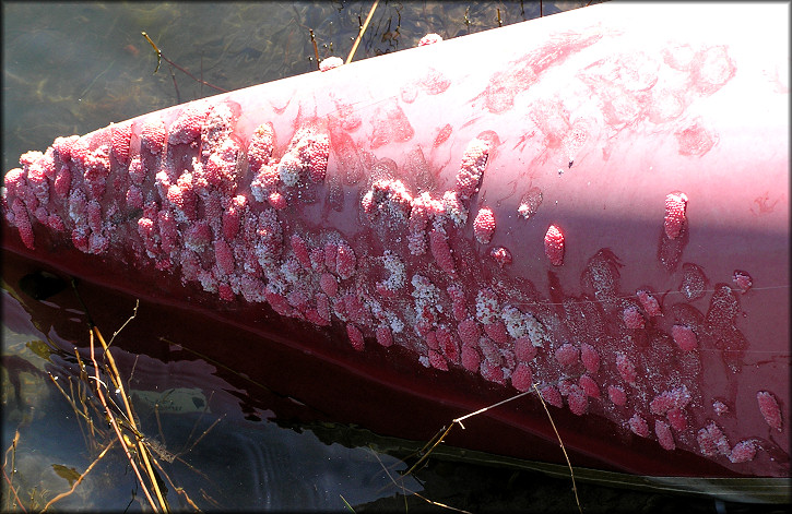 Pomacea canaliculata (Lamarck, 1822) Egg Clutches