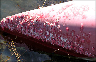 Pomacea canaliculata (Lamarck, 1822) Egg Clutches