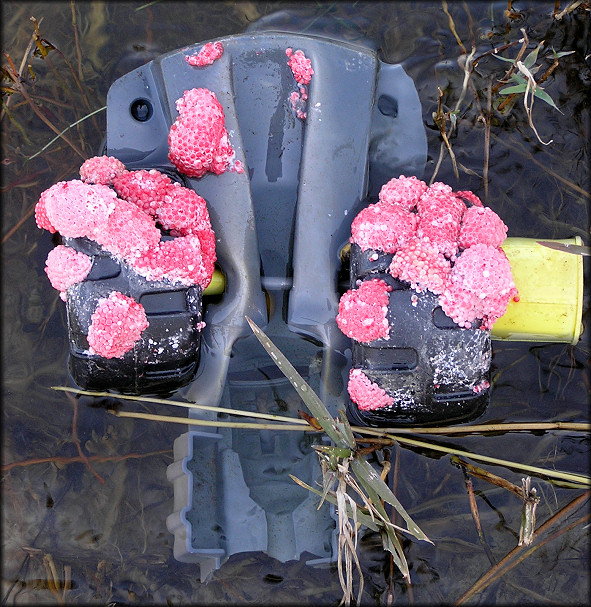 Pomacea canaliculata (Lamarck, 1822) Egg Clutches