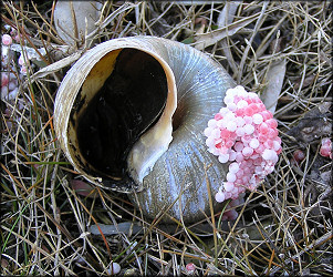 Pomacea canaliculata (Lamarck, 1822) Egg Clutch