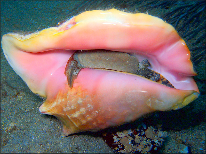 Lobatus gigas (Linnaeus, 1758) Queen Conch