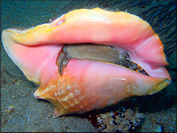 Lobatus gigas (Linnaeus, 1758) Queen Conch