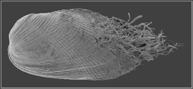 Gregariella chenui (Rcluz, 1842) Chenus Mussel