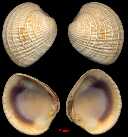 Chione elevata (Say, 1822)