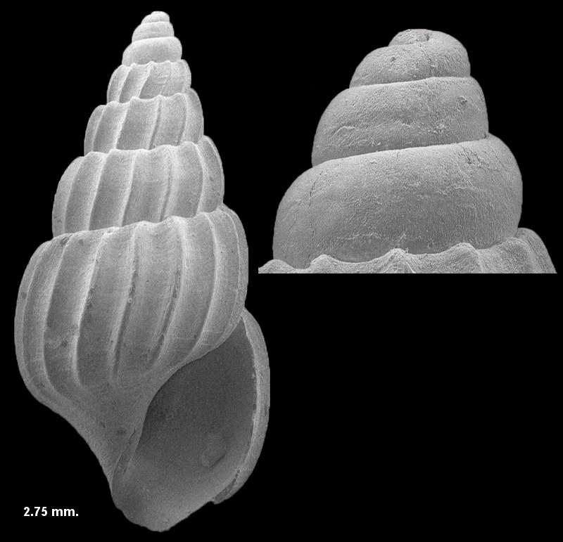 Rissoina chipolana Dall,1892 Fossil Juvenile