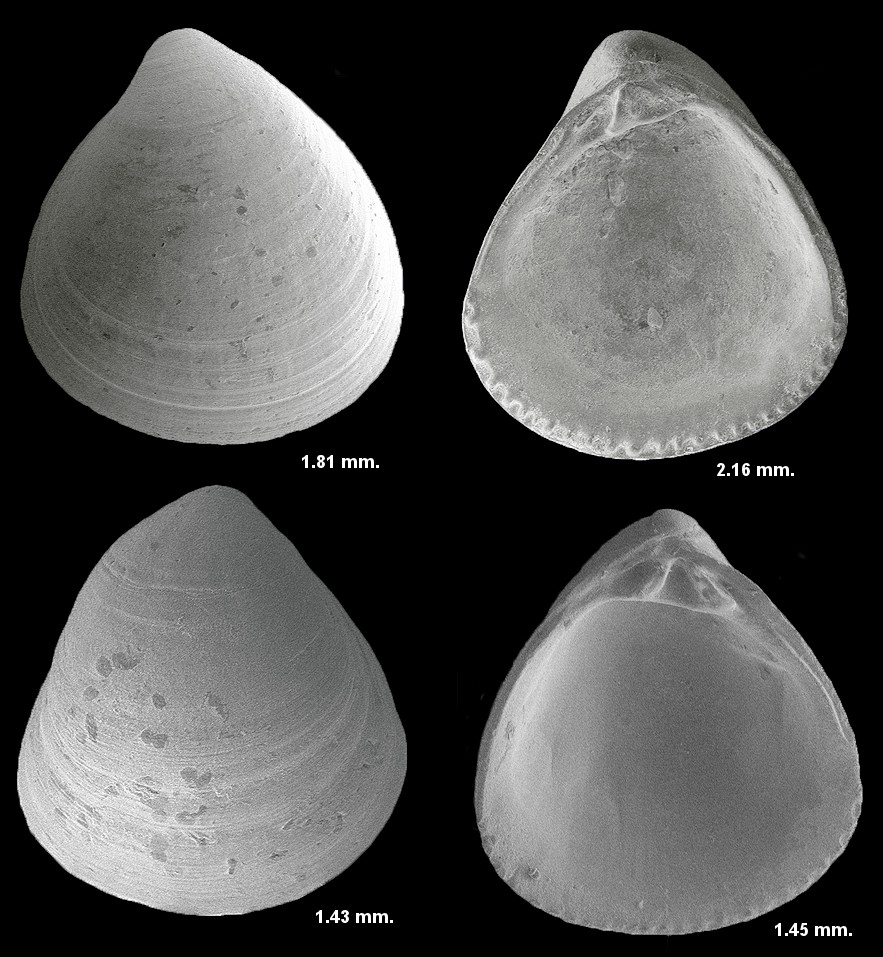 Parastarte chipolana Gardner, 1926 Extinct Fossil