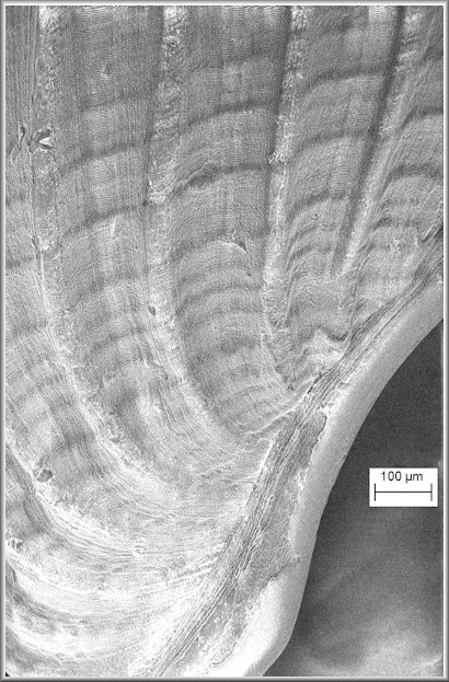 Rissoina chipolana Dall,1892 Fossil