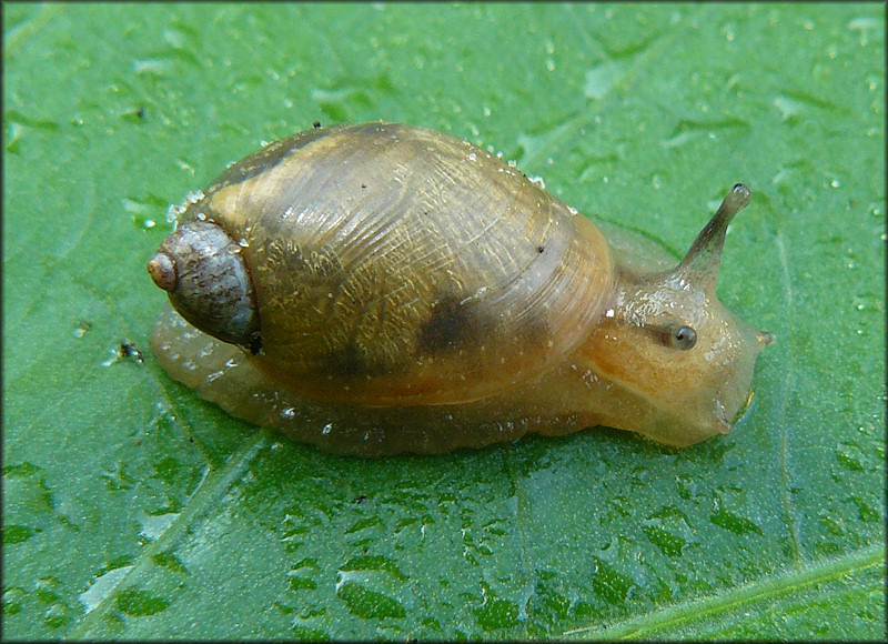 Succinea unicolor Tryon, 1866 Squatty Ambersnail