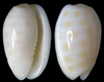 Persicula chrysomelina (Redfield, 1848)