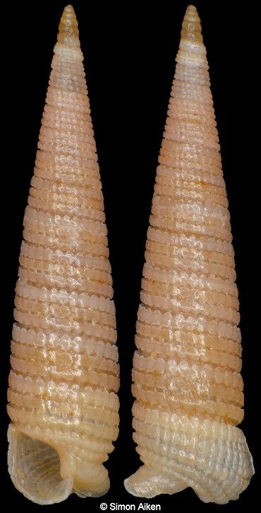Inella cf. chrysalis Kosuge, 1963