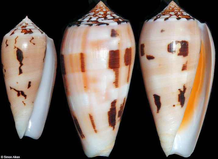 Conus striatus Linnaeus, 1758