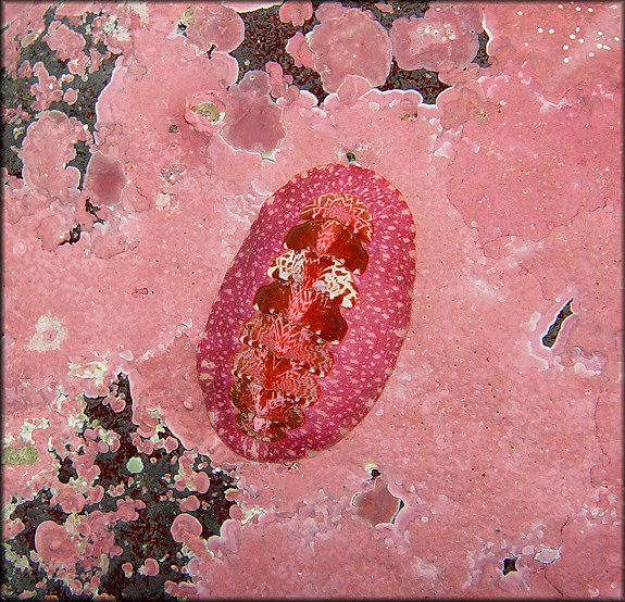 Tonicella submarmorea (Middendorff, 1847)