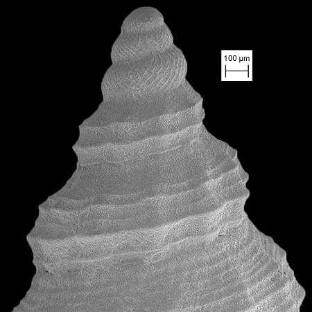 Eucyclotoma cingulata (Dall, 1890) Fossil Juvenile