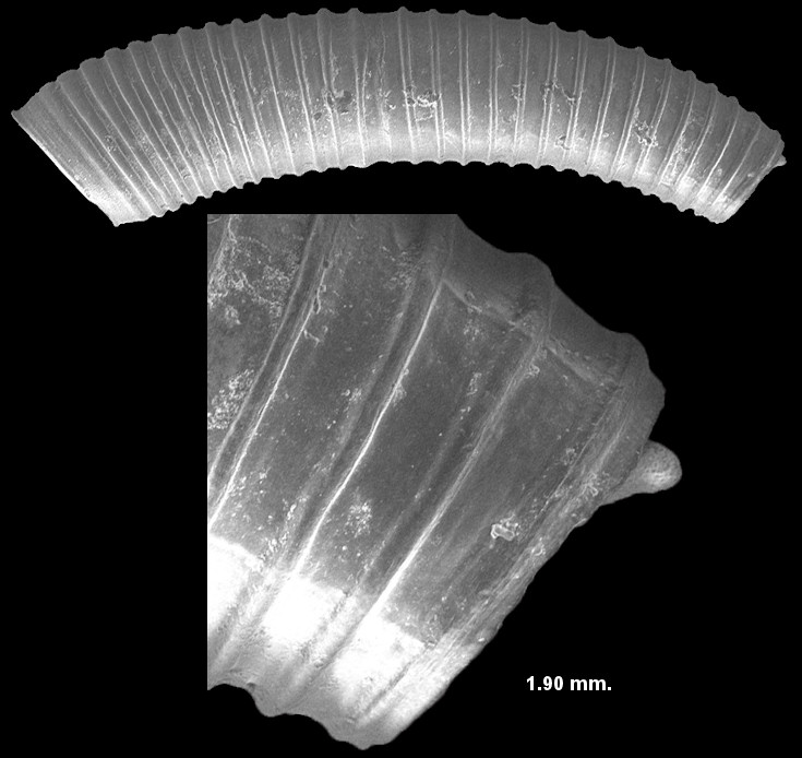 Caecum species A Fossil