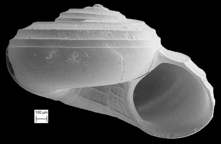 Circulus semisculptus (Olsson and McGinty, 1958)