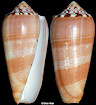 Conus circumcisus Born, 1778