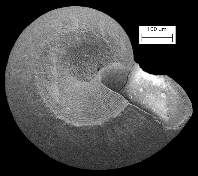 Aorotrema cistronium (Dall, 1889a) Three-keel Vitrinella