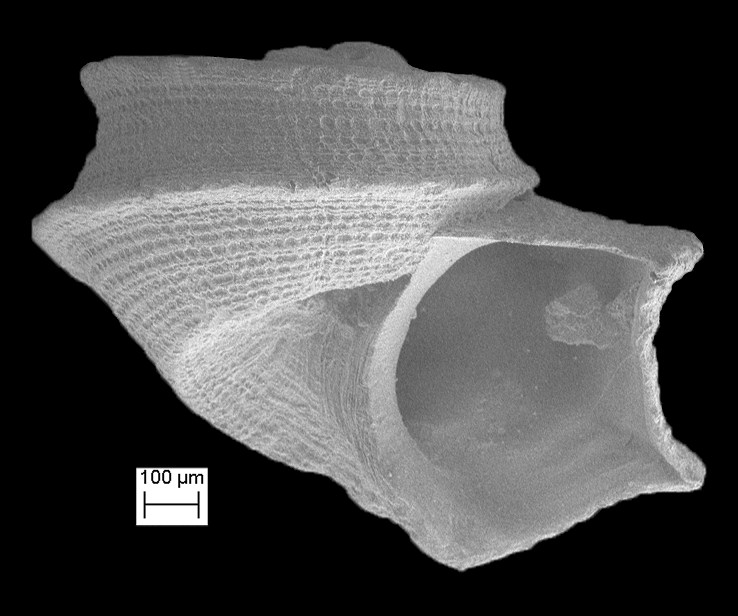 Aorotrema cistronium (Dall, 1889a) Three-keel Vitrinella