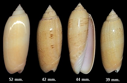 Oliva sayana form citrina Johnson, 1911 "Golden Olive"