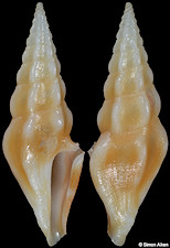 Clavus dolichurus Stahlschmidt, Poppe and Tagaro, 2018
