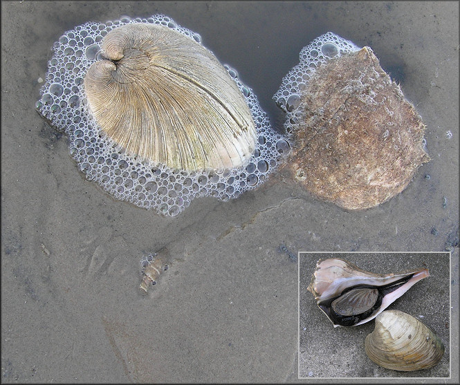 Busycon perversum (Linnaeus, 1758)  Feeding On Clam