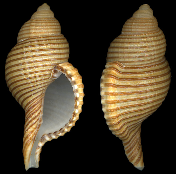 Cymatium (Gelagna) succinctum (Linn, 1771)