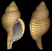 Type species: Cymatium (Gelagna) succinctum (Linné, 1771)