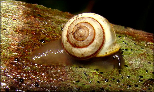 Helicina (Helicina) clappi Pilsbry, 1909 Rainbow Drop